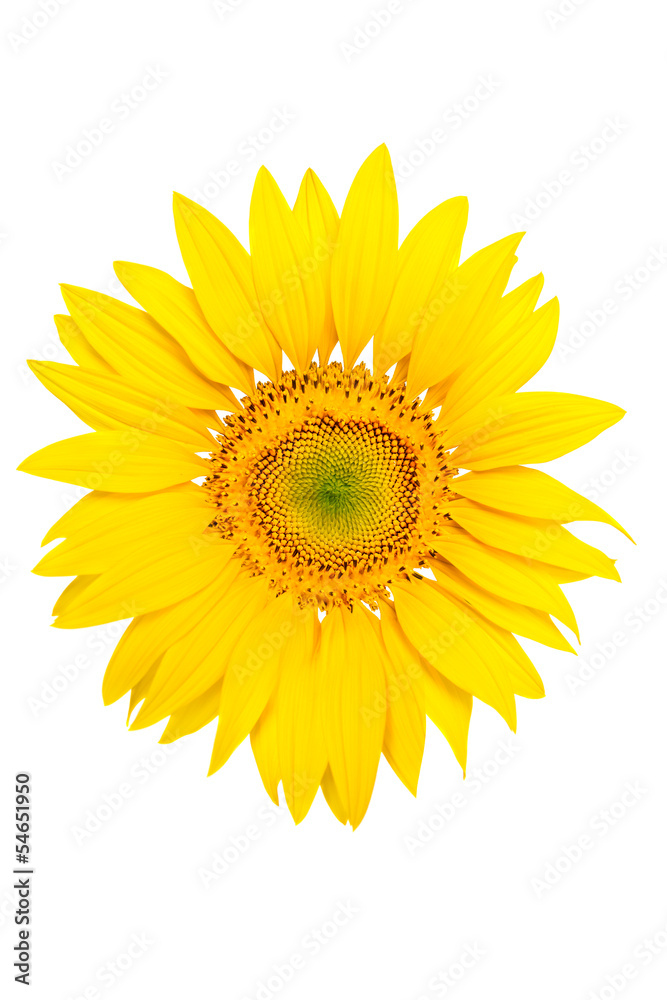 Isolated sunflower on white background Isolated sunflower on white background