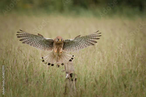 Kestrel in Flight