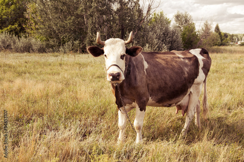 Cows on pasture in Nature Outdoors