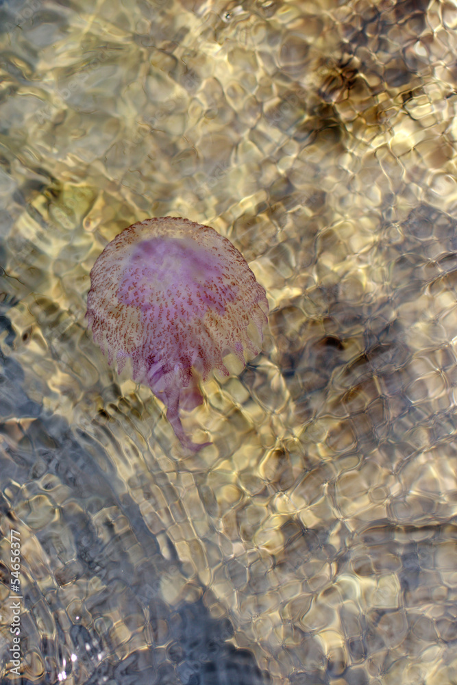 Fototapeta premium Jellyfish in the sea water