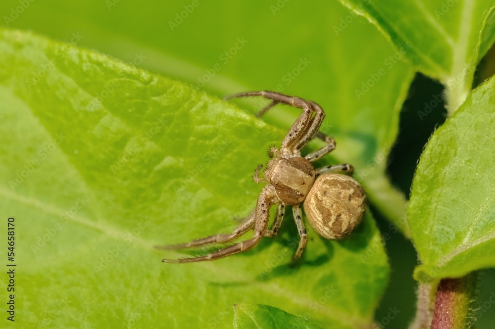Xysticus sp. Xysticus sp.