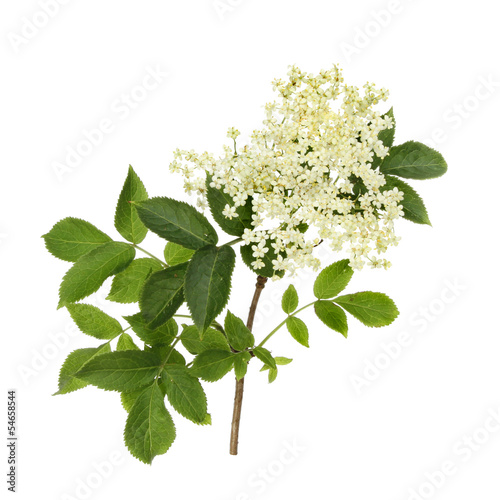 Elder flower