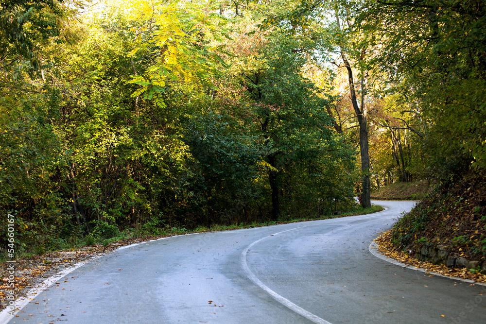 Obraz premium forest road