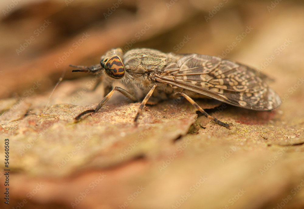 Haematopota pluvialis
