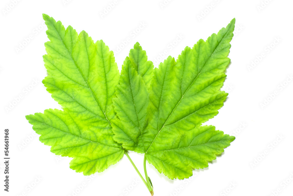 leaf macro leaf macro