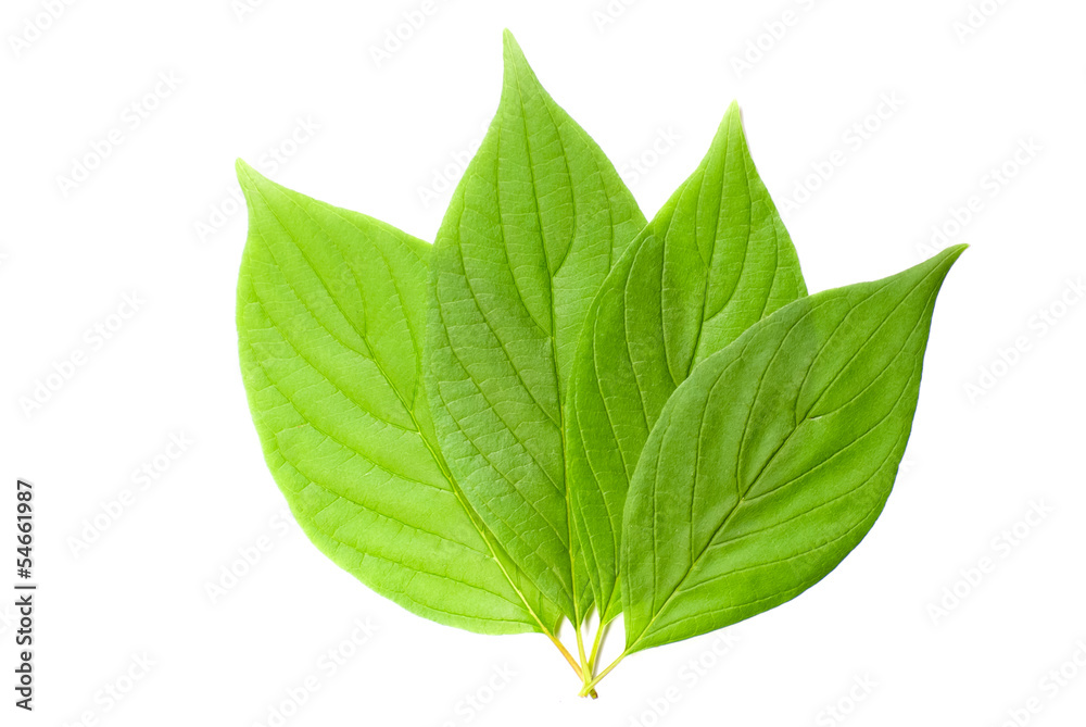 leaf macro leaf macro