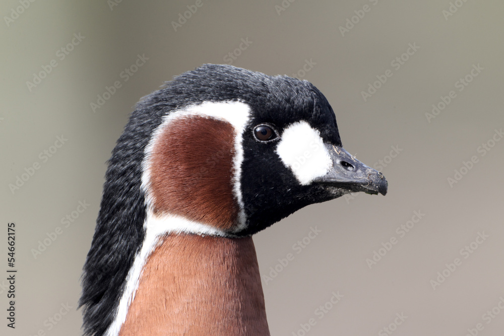 Red-breasted goose, Branta ruficollis Red-breasted goose, Branta ruficollis