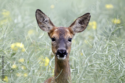 Roe deer, Capreolus capreolus
