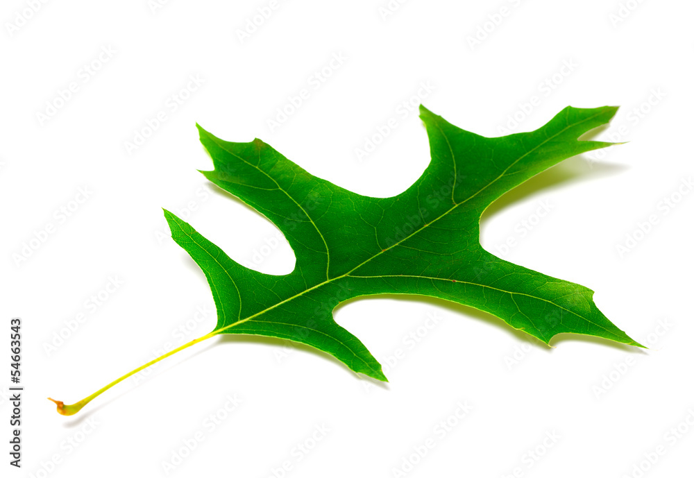 Naklejka premium Green leaf of oak