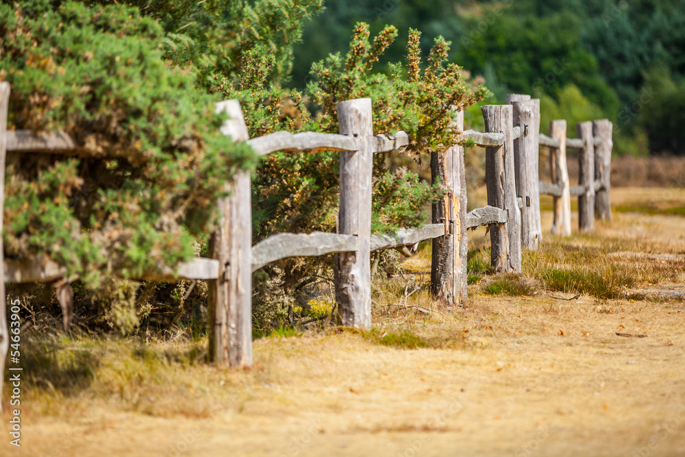 Fototapeta premium landscape with park path and fence