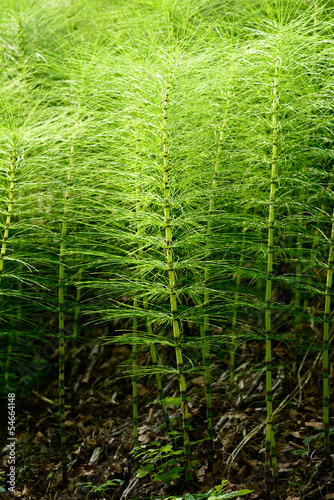 equisetum telmateia - equiseto massimo