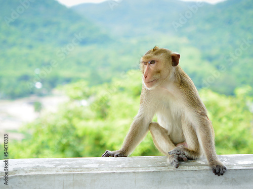 Alone monkey