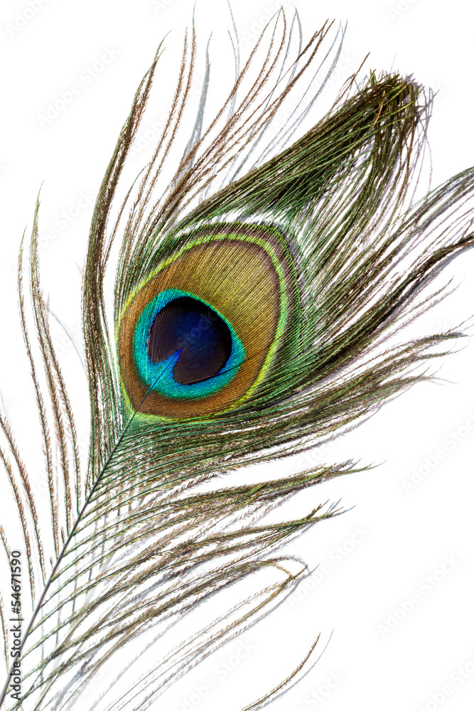Fototapeta premium Peacock feather