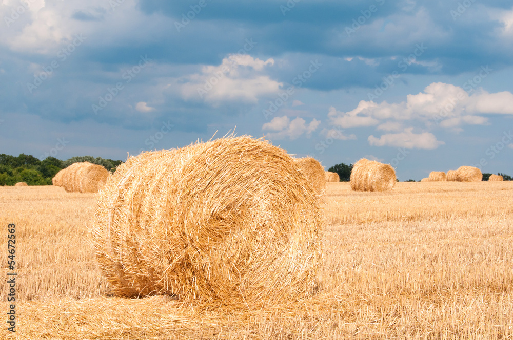 Bundles of straw on the field after harvest. Bundles of straw on the field after harvest.