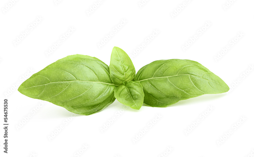 A sprig of fresh basil. A sprig of fresh basil.