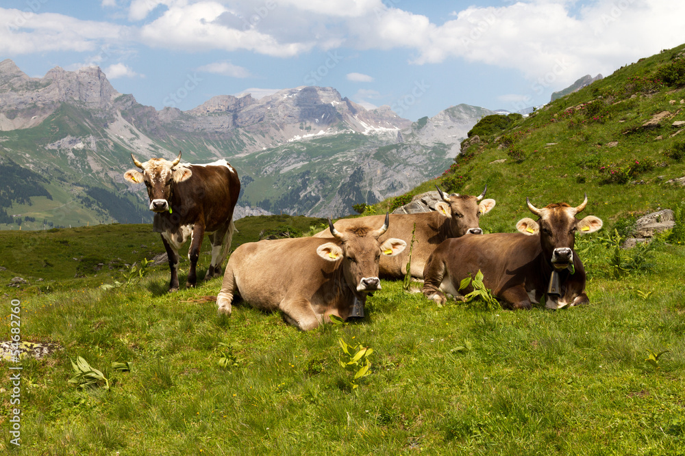 Swiss cows