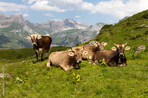 Swiss cows © Fredy Thürig