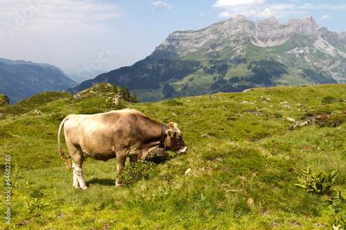 Swiss cow