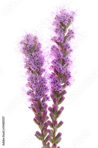 Fototapeta Naklejka Na Ścianę i Meble -  Spicatum violet flower isolated on white background
