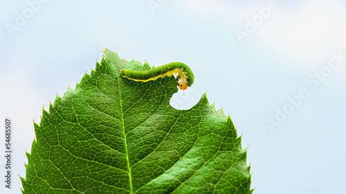 Caterpillar Feeding on a Leaf photo