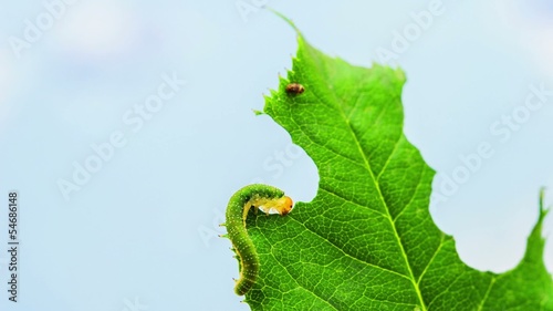 Caterpillars Feeding on a Leaf photo