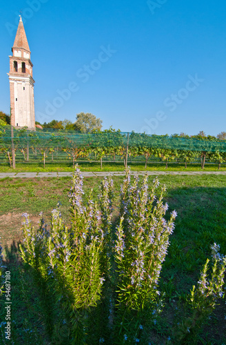 Venice Burano Mazorbo vineyard photo