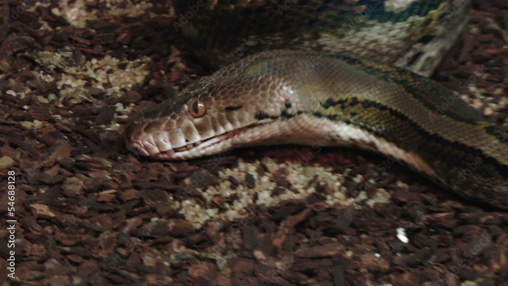 A close up of a python opening mouth