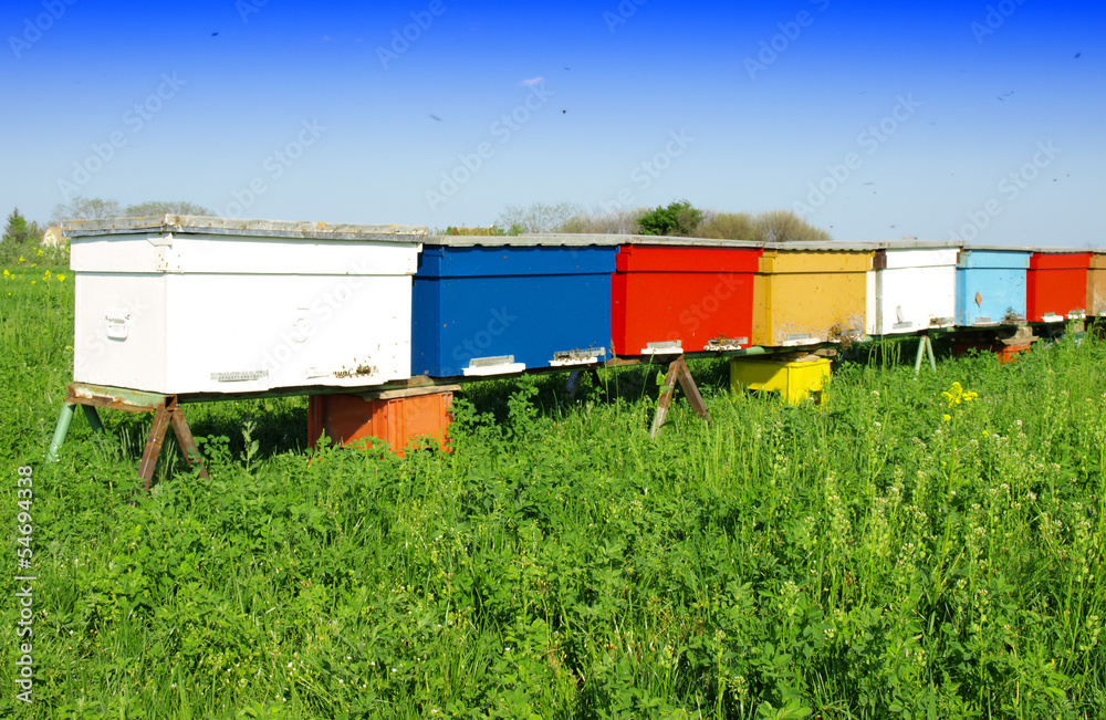 Naklejka premium beehive and bee