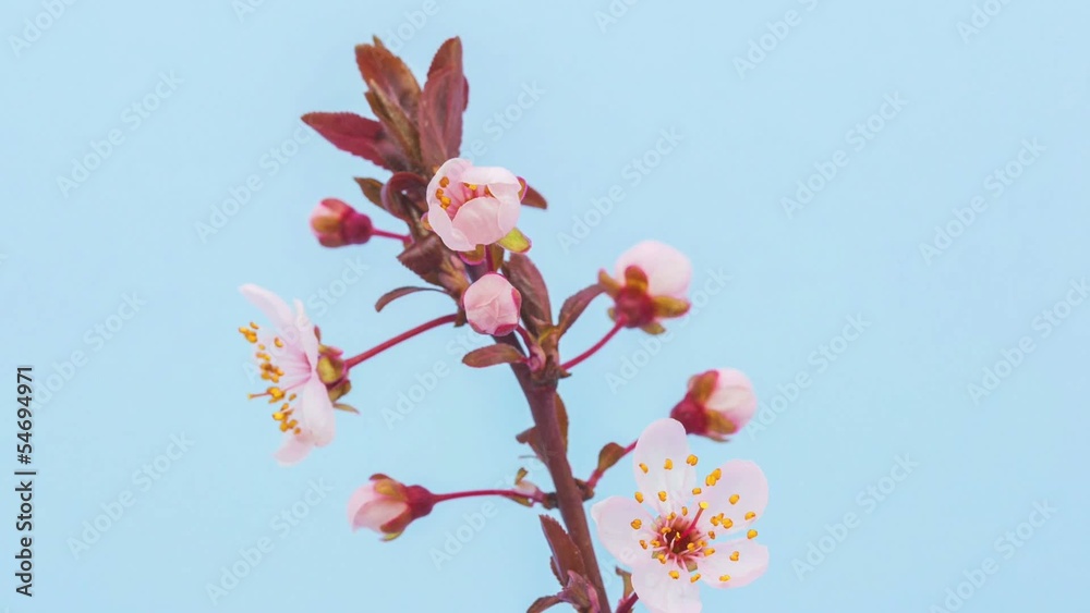 Wild Plum Flower Timelapse