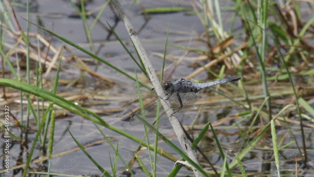 The dragonfly sits on a green stalk The dragonfly sits on a green stalk