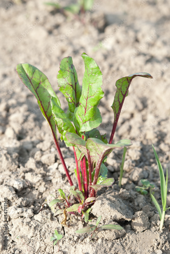Fototapeta premium young plant beet