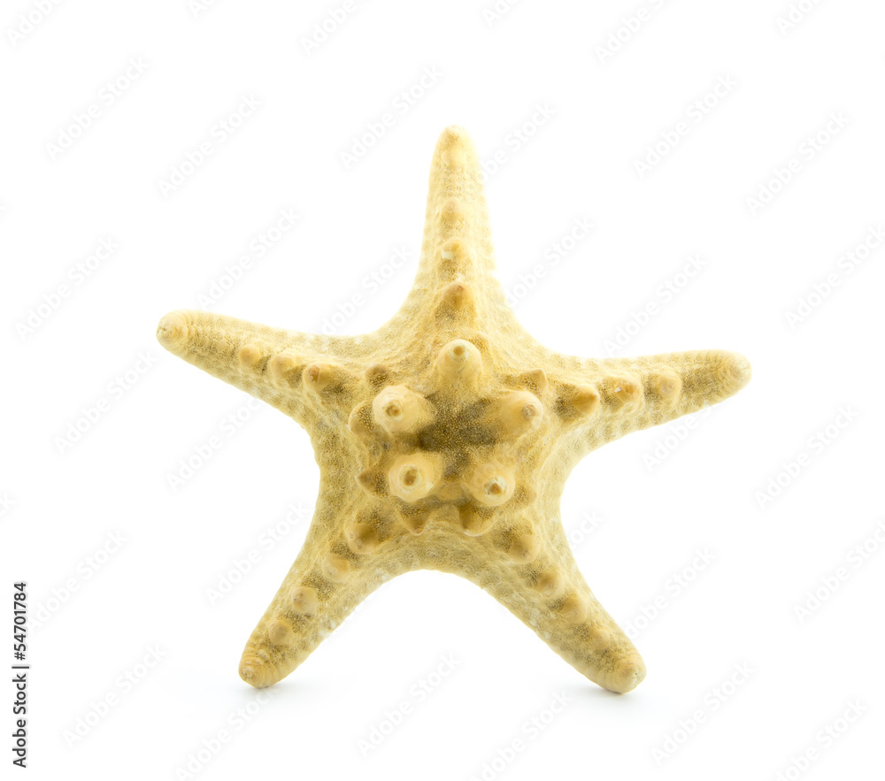 star fish star fish