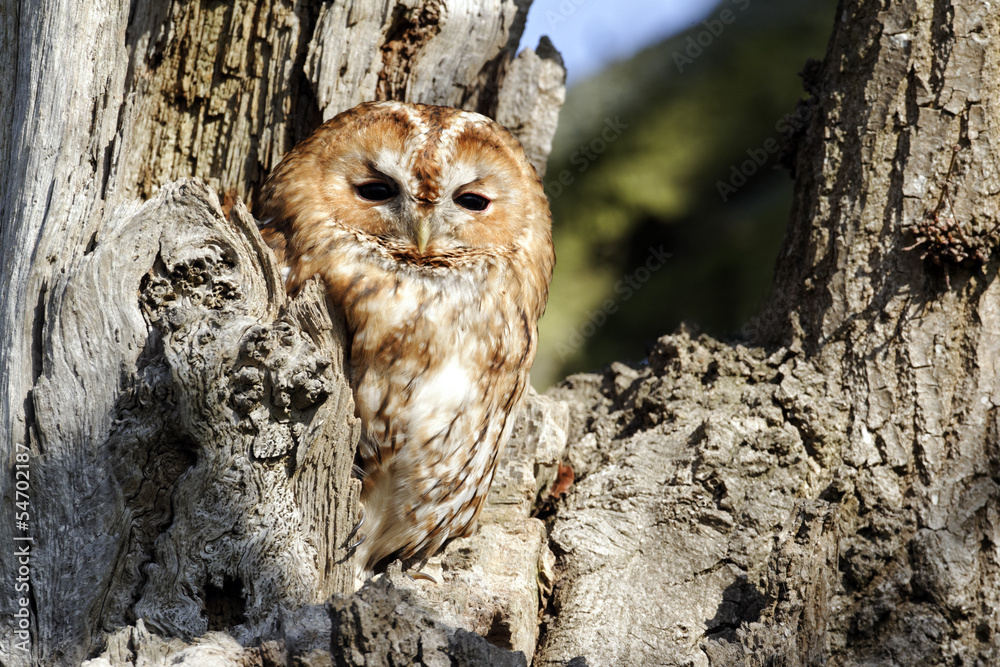 Obraz premium Tawny owl, Strix aluco