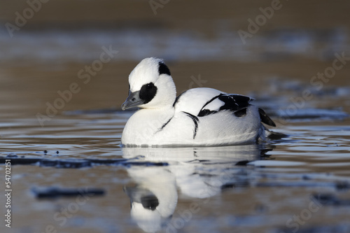 Smew, Mergellus albellus photo