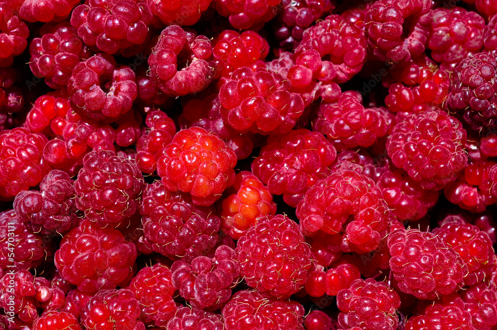 raspberries raspberries