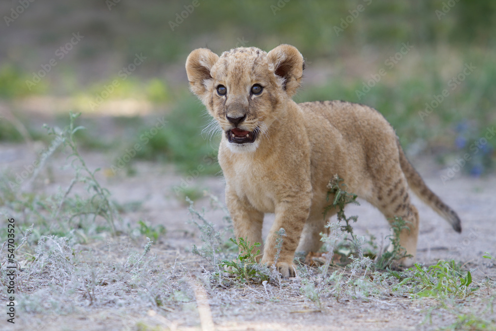 Obraz premium Little lion cub shows his teeth with a roar