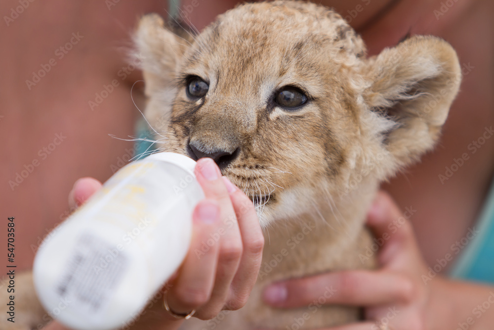 Naklejka premium Little lion cub drinks milk. Zoo keeper takes care of a wild African animal
