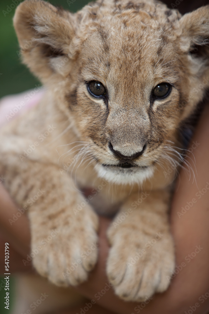 Obraz premium Portrait of cute lion cub