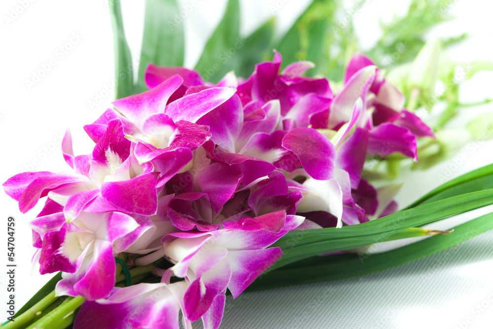Orchid on white background