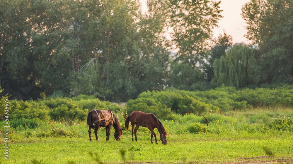grazing horse grazing horse