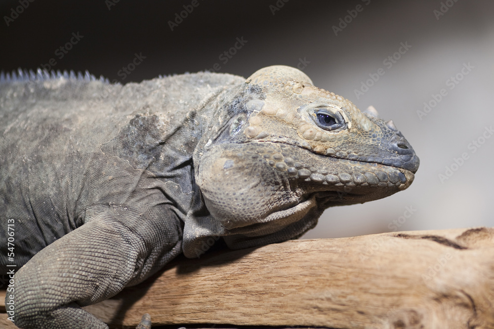 Obraz premium Reptil