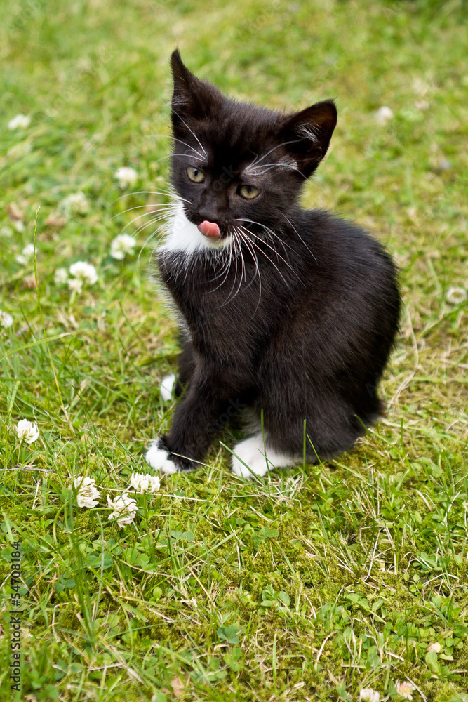 Niedliches Katzenbaby schleckt sich den Mund Niedliches Katzenbaby schleckt sich den Mund