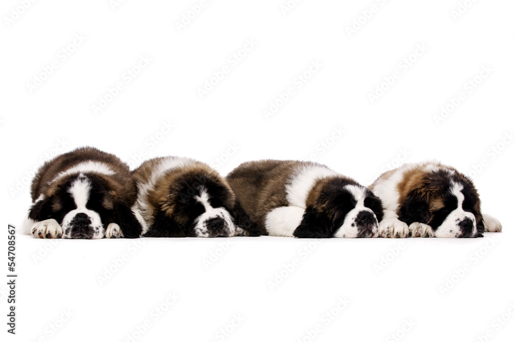 St Bernard puppies isolated on white St Bernard puppies isolated on white