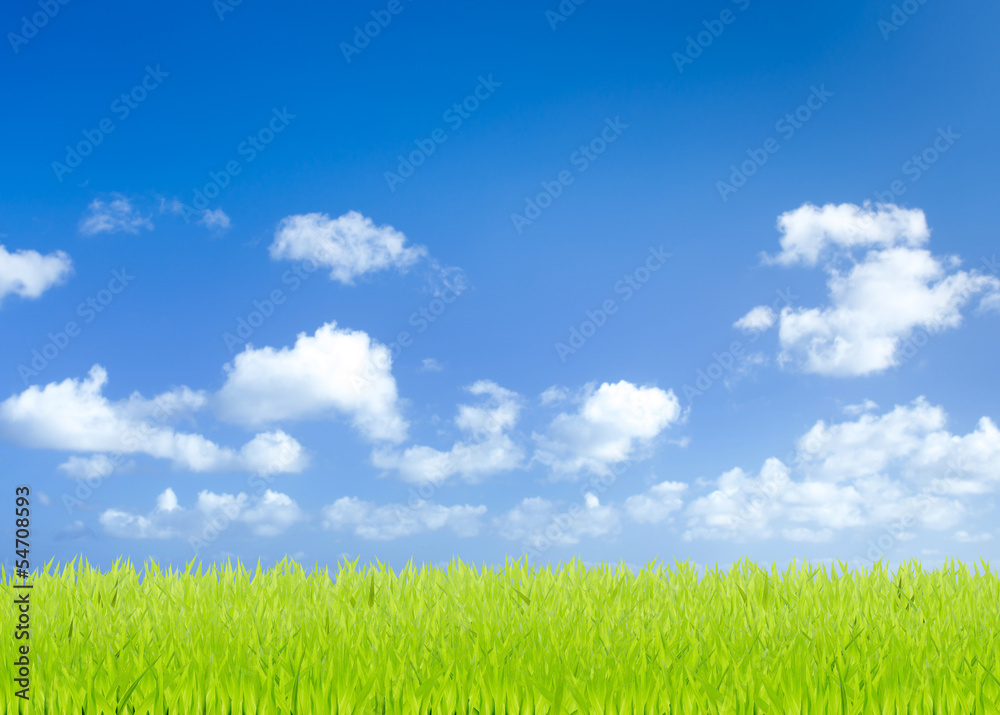Obraz premium Green grass fields with blue sky background