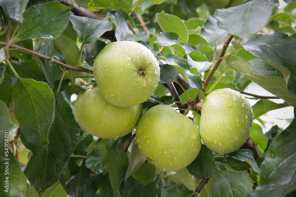 green apples green apples