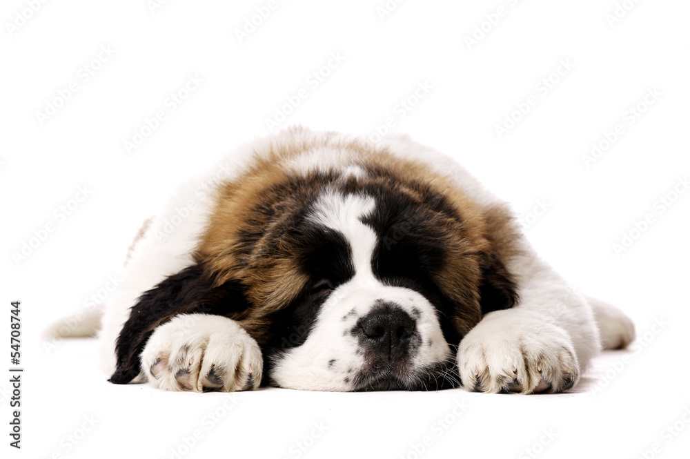 St Bernard puppy isolated on white St Bernard puppy isolated on white