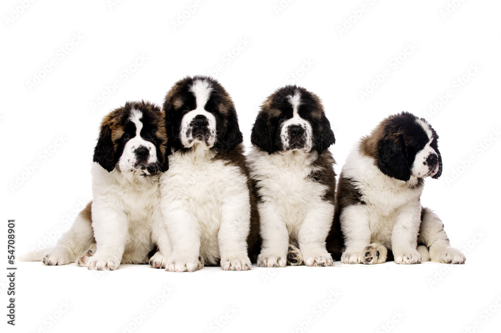 St Bernard puppies isolated on white