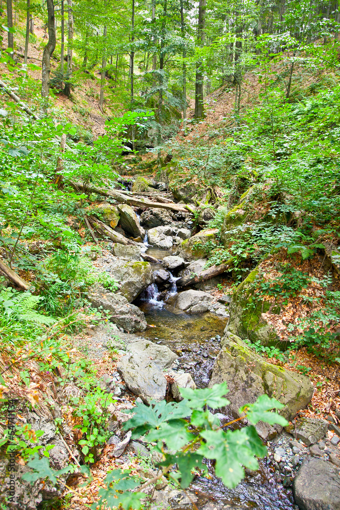 Fototapeta premium Manastirica river on Divcibare mountain, Serbia.