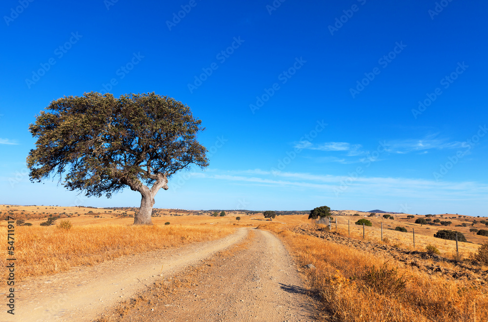 Single tree in a wheat field on a background of blue sky