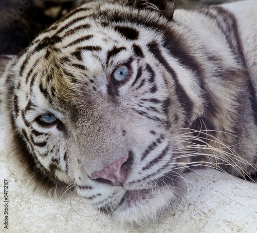 Fototapeta Naklejka Na Ścianę i Meble -  white tiger 